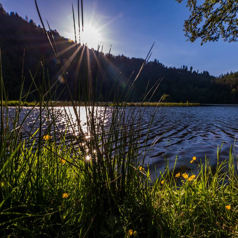 Vor einem bewaldeten Hügel spiegelt sich die Sonne im Wasser eines Sees, umgeben von Gras und gelben Blumen im Vordergrund.
